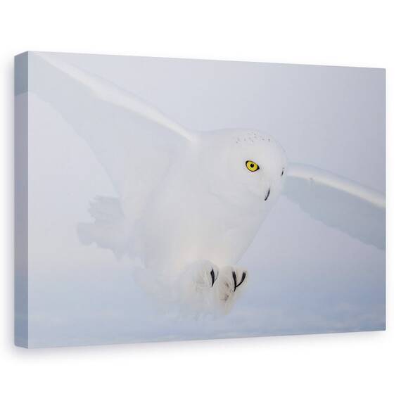 Tablou Canvas - Ochi De Aur La Vanatoare, Marime: 60 x 90 cm - - Roveli