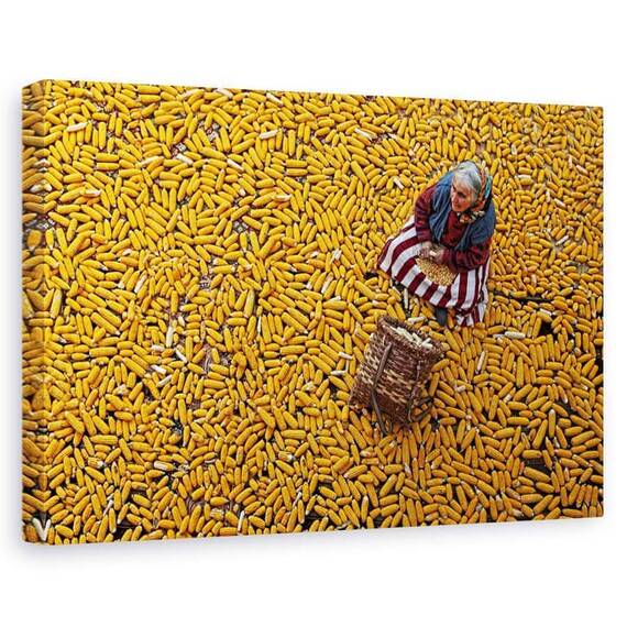 Tablou Canvas - Porumb, Marime: 60 x 90 cm - - Roveli