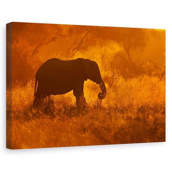 Tablou Canvas - Elefant De Aur In Savute, Marime: 60 x 90 cm - - Roveli