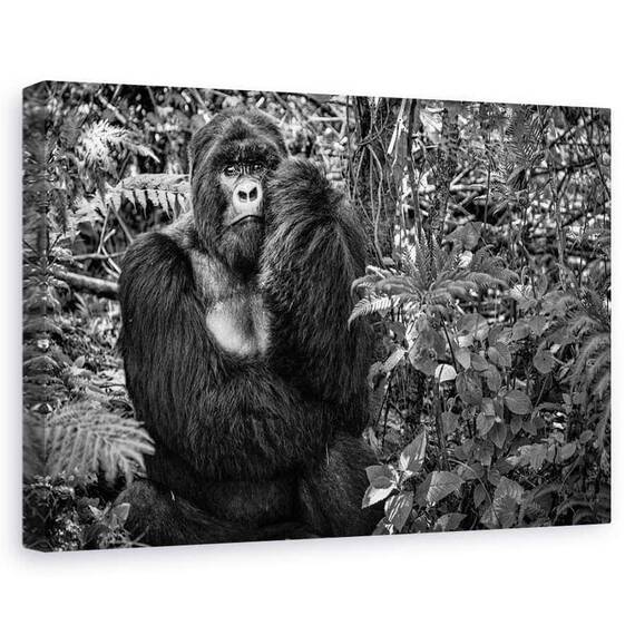 Tablou Canvas - Kwitonda Silverback, Marime: 60 x 90 cm - - Roveli