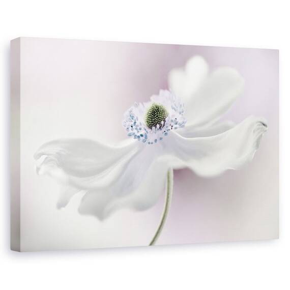 Tablou Canvas - Briza Anemonei, Marime: 60 x 90 cm - - Roveli