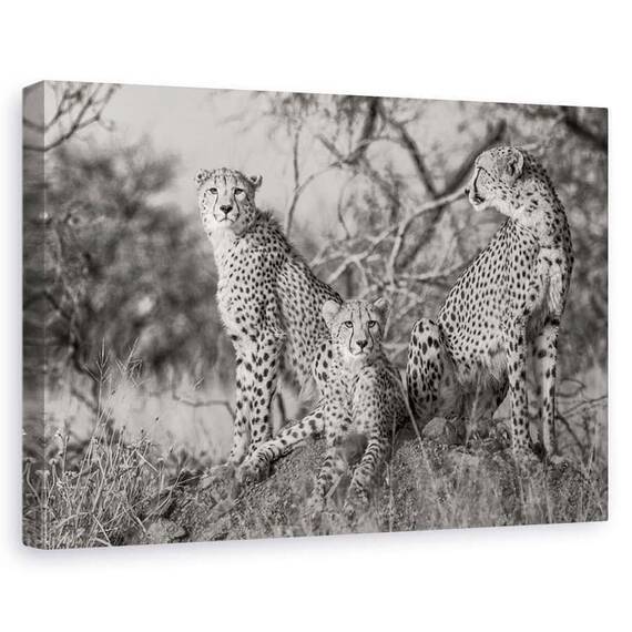 Tablou Canvas - Trei Pisici, Marime: 60 x 90 cm - - Roveli