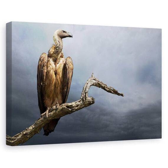 Tablou Canvas - Vulturul, Marime: 60 x 90 cm - - Roveli