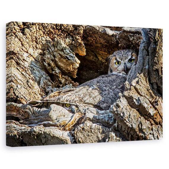 Tablou Canvas - Timid, Marime: 60 x 90 cm - - Roveli