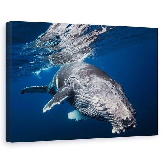Tablou Canvas - Balena Cu Cocoasa, Marime: 60 x 90 cm - - Roveli
