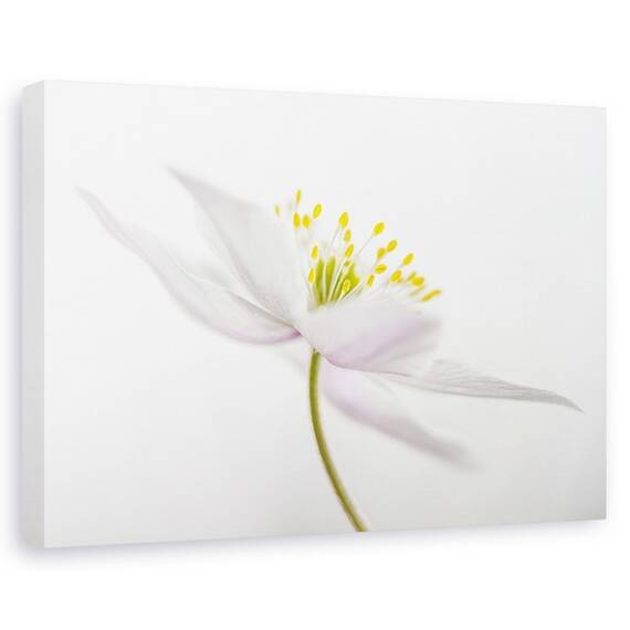 Tablou Canvas - Nemorosa, Marime: 60 x 90 cm - - Roveli