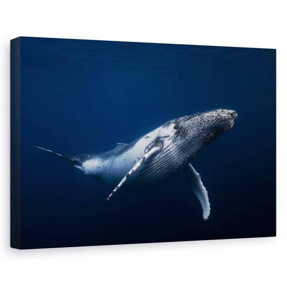 Tablou Canvas - Balena Cu Cocoasa - Albastru, Marime: 60 x 90 cm - - Roveli