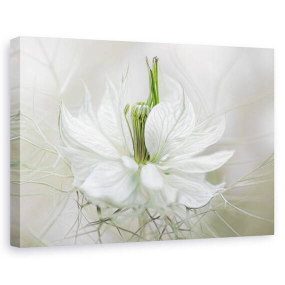 Tablou Canvas - Nigella, Marime: 60 x 90 cm - - Roveli