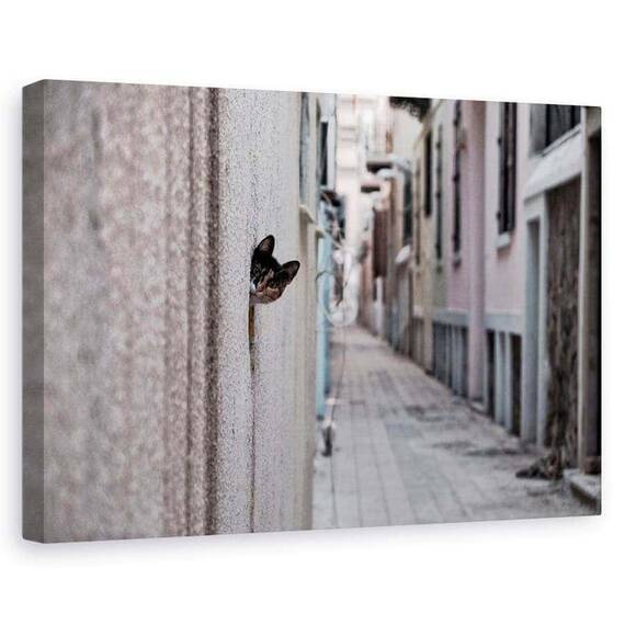 Tablou Canvas - Pisica Din Strada, Marime: 60 x 90 cm - - Roveli