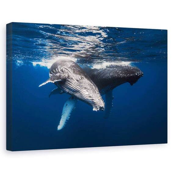 Tablou Canvas - Familia Balenelor Cu Cocoasa, Marime: 60 x 90 cm - - Roveli