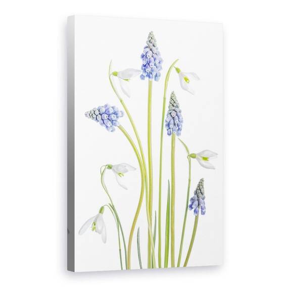 Tablou Canvas - Muscari Si Galanthus, Marime: 60 x 90 cm - - Roveli