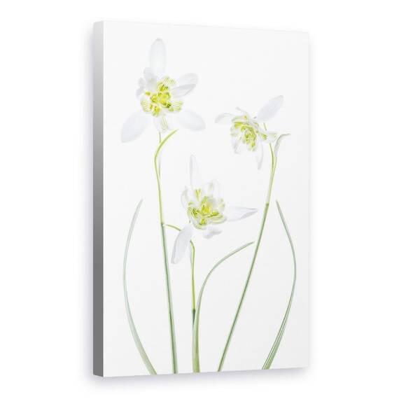 Tablou Canvas - Galanthus Flore Pleno, Marime: 60 x 90 cm - - Roveli