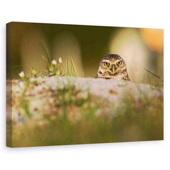 Tablou Canvas - Bufnita De Vizuina, Marime: 60 x 90 cm - - Roveli