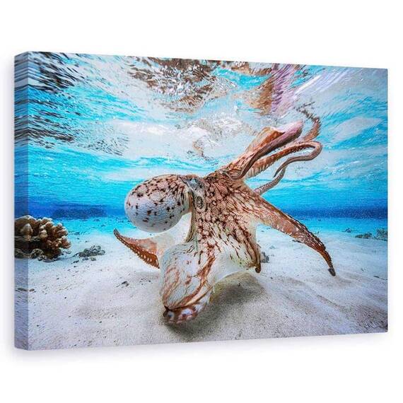 Tablou Canvas - Caracatita Dansatoare - - Roveli