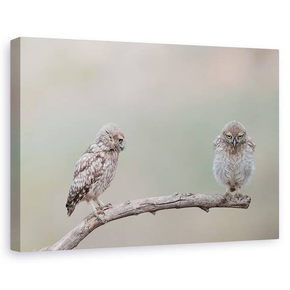 Tablou Canvas - Gagica Mea, Marime: 60 x 90 cm - - Roveli