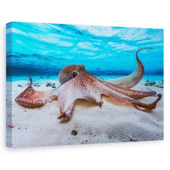Tablou Canvas - Caracatita, Marime: 60 x 90 cm - - Roveli