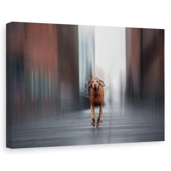 Tablou Canvas - Fugi Ca Vantul, Marime: 60 x 90 cm - - Roveli