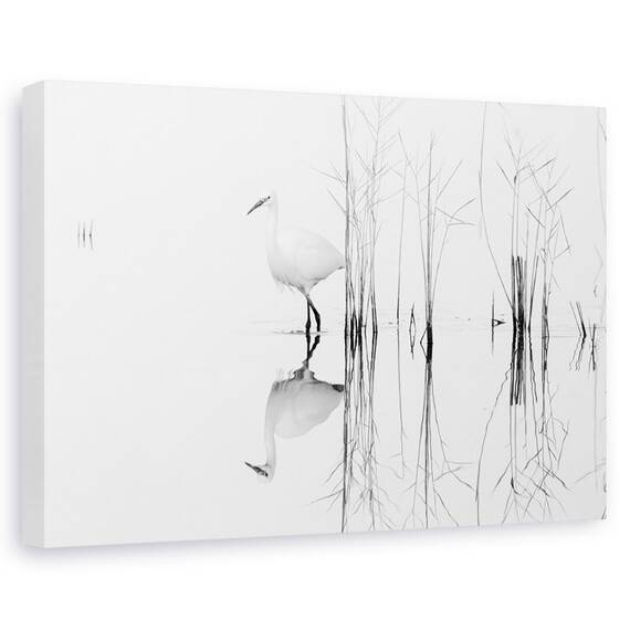 Tablou Canvas - Alb - - Roveli