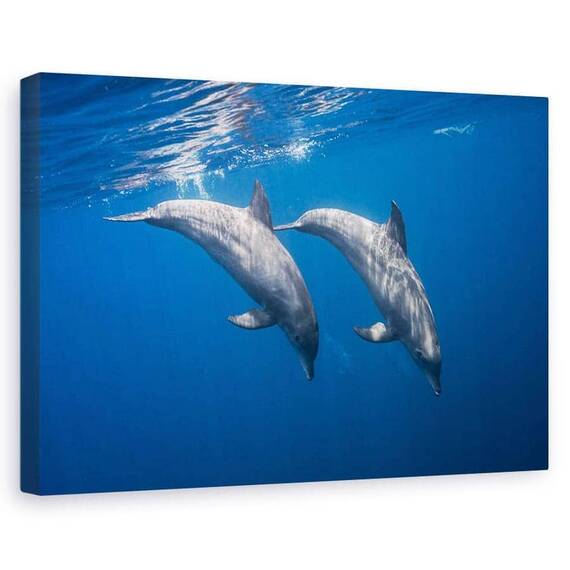 Tablou Canvas - Doi Delfini, Marime: 60 x 90 cm - - Roveli