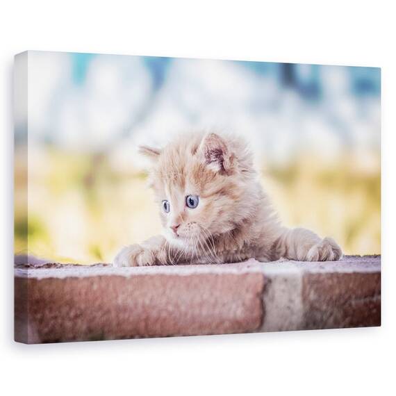 Tablou Canvas - Pisica, Marime: 60 x 90 cm - - Roveli