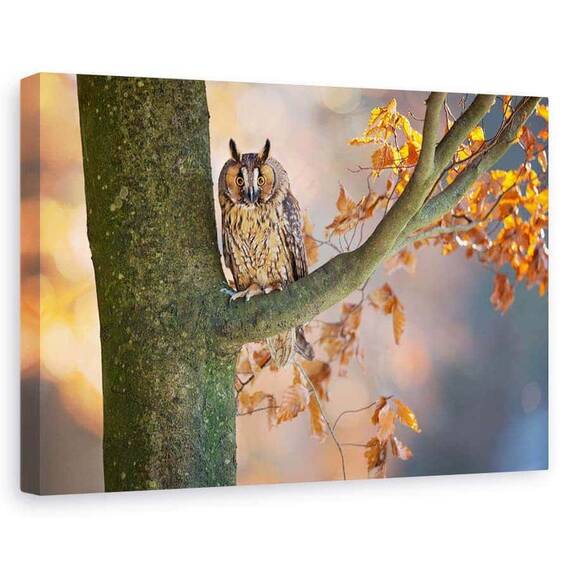 Tablou Canvas - Bufnita Cu Urechi Lungi, Marime: 60 x 90 cm - - Roveli