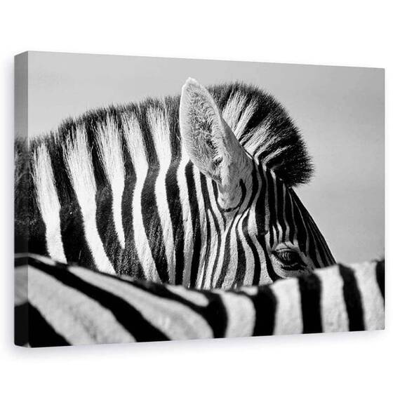 Tablou Canvas - Zebra Curioasa, Marime: 60 x 90 cm - - Roveli
