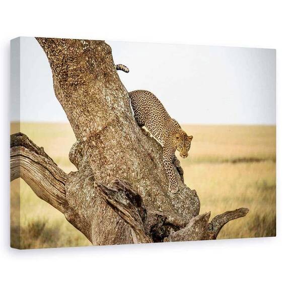 Tablou Canvas - Leopard - Serengheti, Tanzania, Marime: 60 x 90 cm - - Roveli