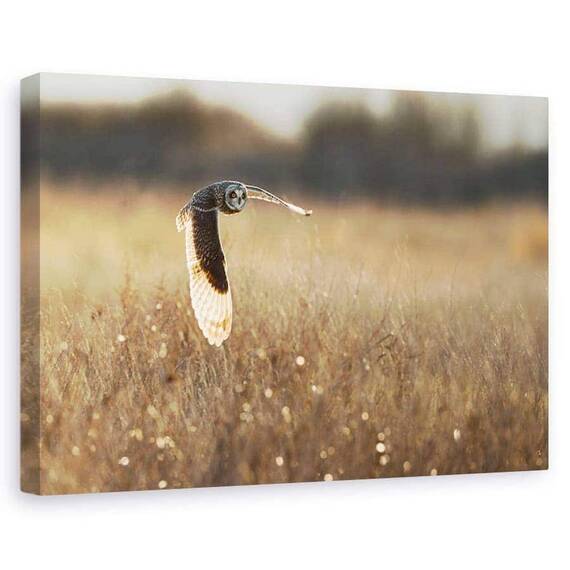 Tablou Canvas - Aripa Iluminata, Marime: 60 x 90 cm - - Roveli