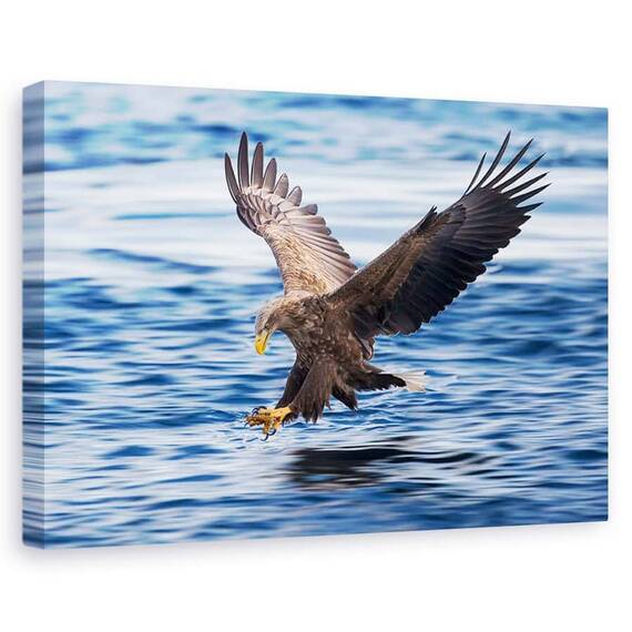 Tablou Canvas - Vultur Cu Coada Alba, Marime: 60 x 90 cm - - Roveli