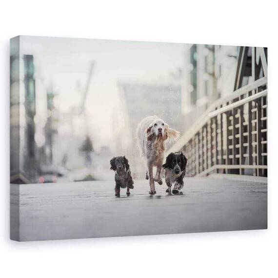 Tablou Canvas - 1,2,3 Du-Te, Marime: 60 x 90 cm - - Roveli