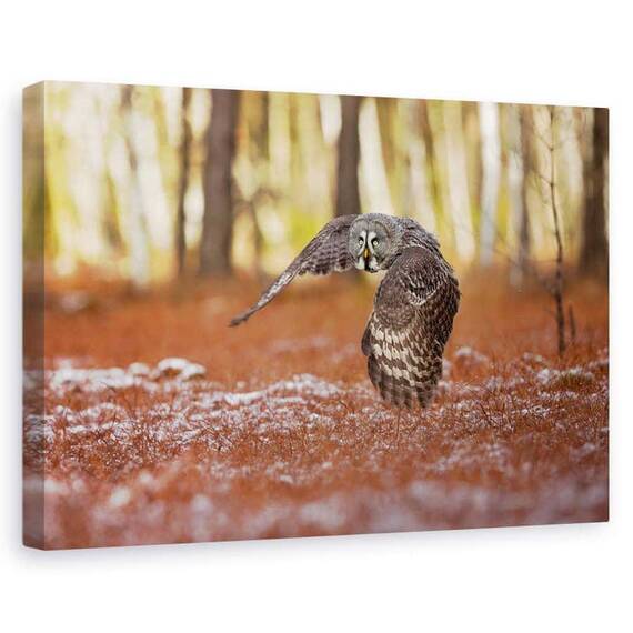 Tablou Canvas - Bufnita Gri, Marime: 60 x 90 cm - - Roveli