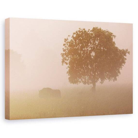 Tablou Canvas - Bizon European, Marime: 60 x 90 cm - - Roveli