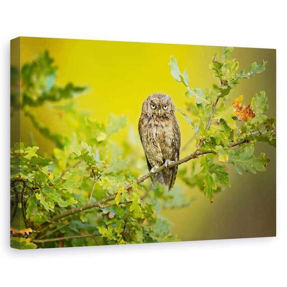 Tablou Canvas - Bufnita, Marime: 60 x 90 cm - - Roveli