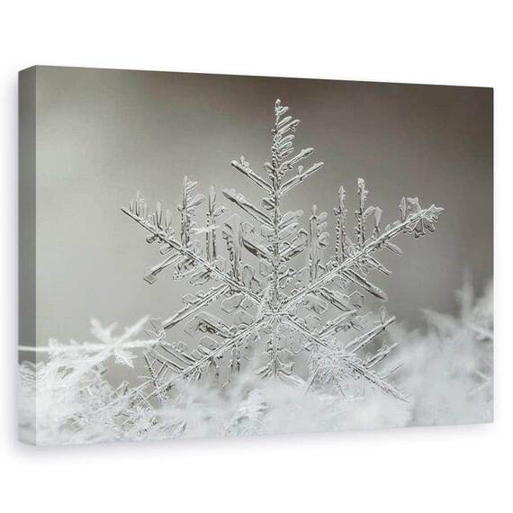 Tablou Canvas - Fulg De Nea, Marime: 60 x 90 cm - - Roveli