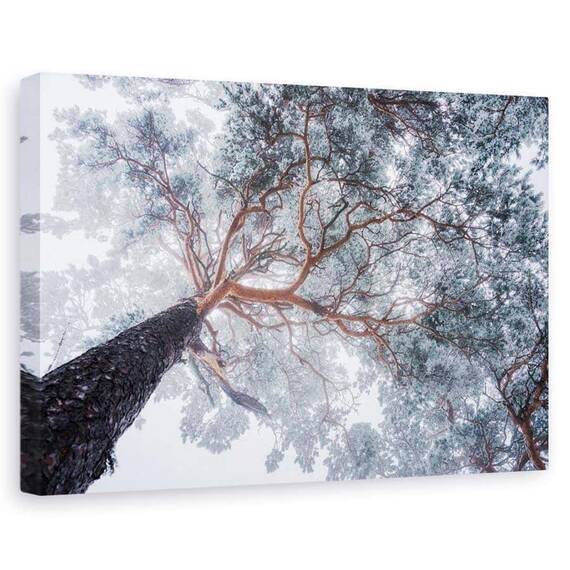 Tablou Canvas - Liniile Copacilor In Iarna, Marime: 60 x 90 cm - - Roveli