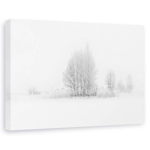 Tablou Canvas - Mesteceni De Iarna, Marime: 60 x 90 cm - - Roveli
