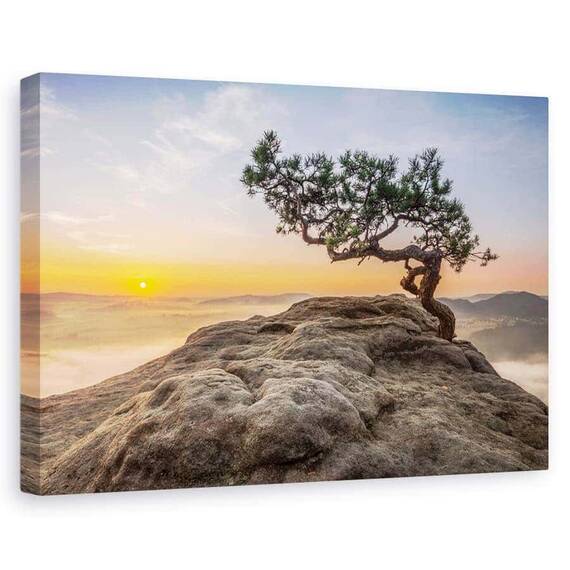 Tablou Canvas - Batranul Pin, Marime: 60 x 90 cm - - Roveli