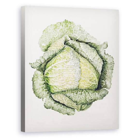 Tablou Canvas - Alison Cooper - Varza Savoy - - Roveli