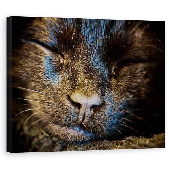 Tablou Canvas - Ant Smith - Pisica Neagra doarme, 2020 - - Roveli