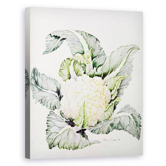 Tablou Canvas - Alison Cooper - Studiu privind conopida - - Roveli