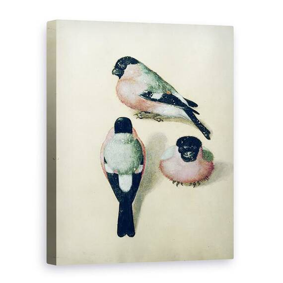 Tablou Canvas - Albrecht Durer - Trei studii ale unui bullfinch - - Roveli