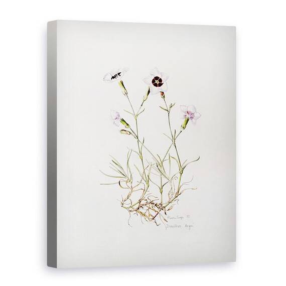 Tablou Canvas - Alison Cooper - Dianthus Argus - - Roveli
