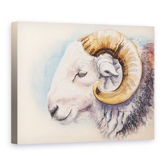 Tablou Canvas - Alison Cooper - Un Herdwick Ram - - Roveli