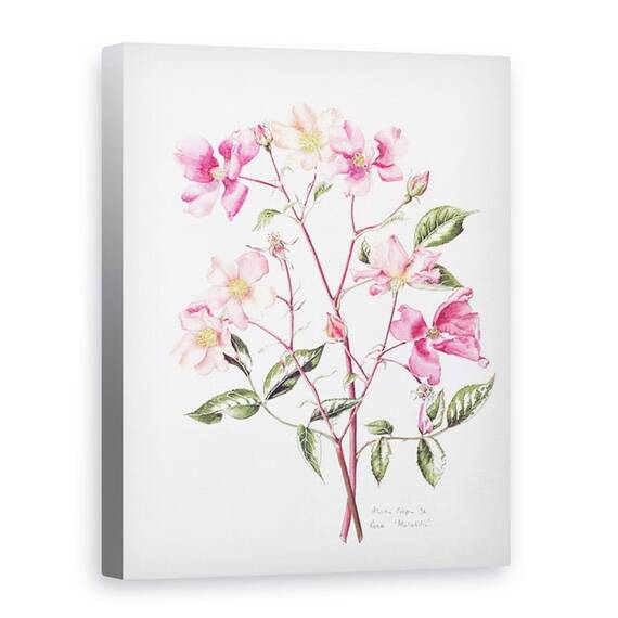 Tablou Canvas - Alison Cooper - Rosa Mutabilis - - Roveli