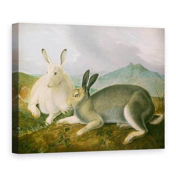 Tablou Canvas - John James Audubon - Iepurele arctic - - Roveli