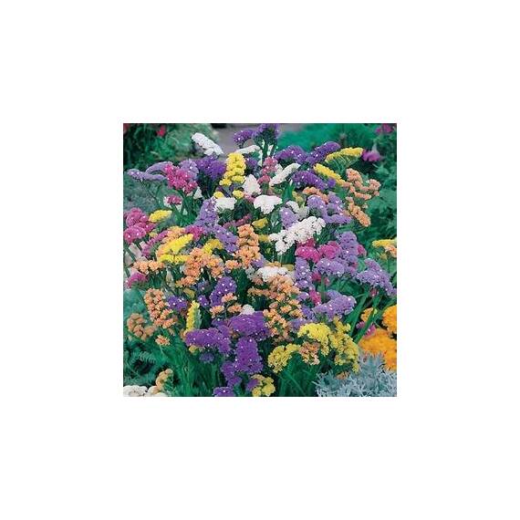 Seminte Flori de paie Horti Tops 1.5 GR - - Roveli