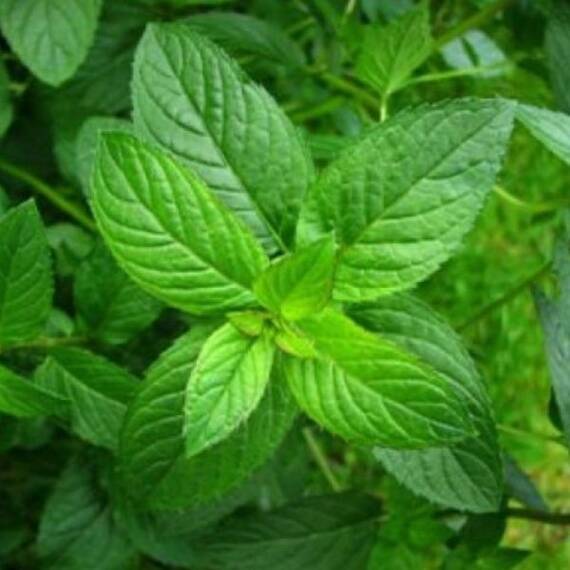 Seminte Menta 0.2 GR - - Roveli