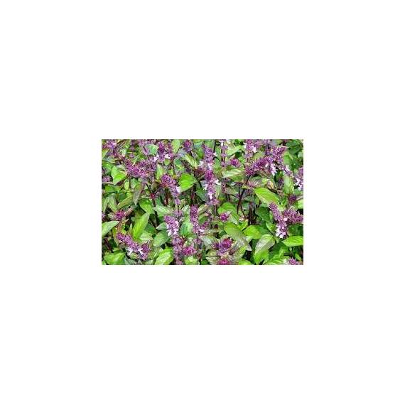 Seminte busuioc scortisoara Florian 0.5 gr - - Roveli
