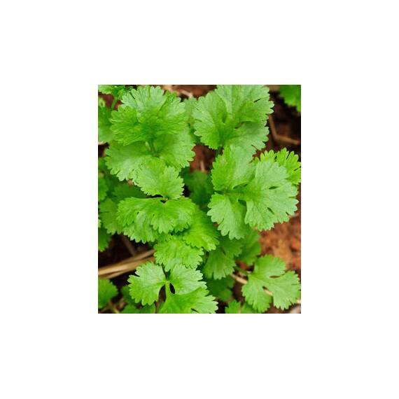 Seminte coriandru 3 GR - - Roveli