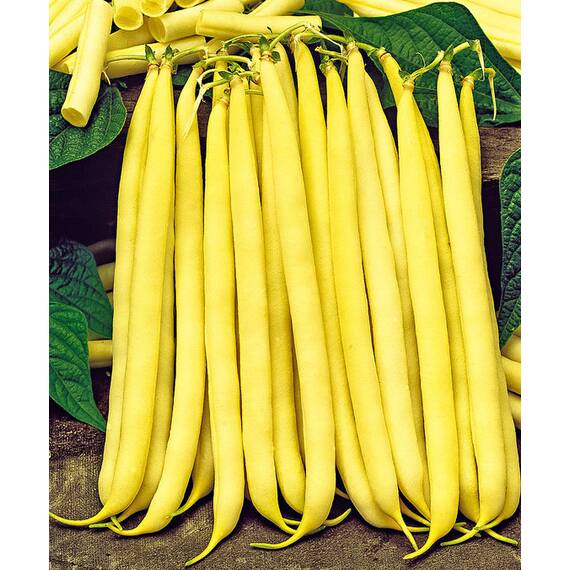 Seminte fasole fideluta galbena Gondola PPZ 250 GR - - Roveli